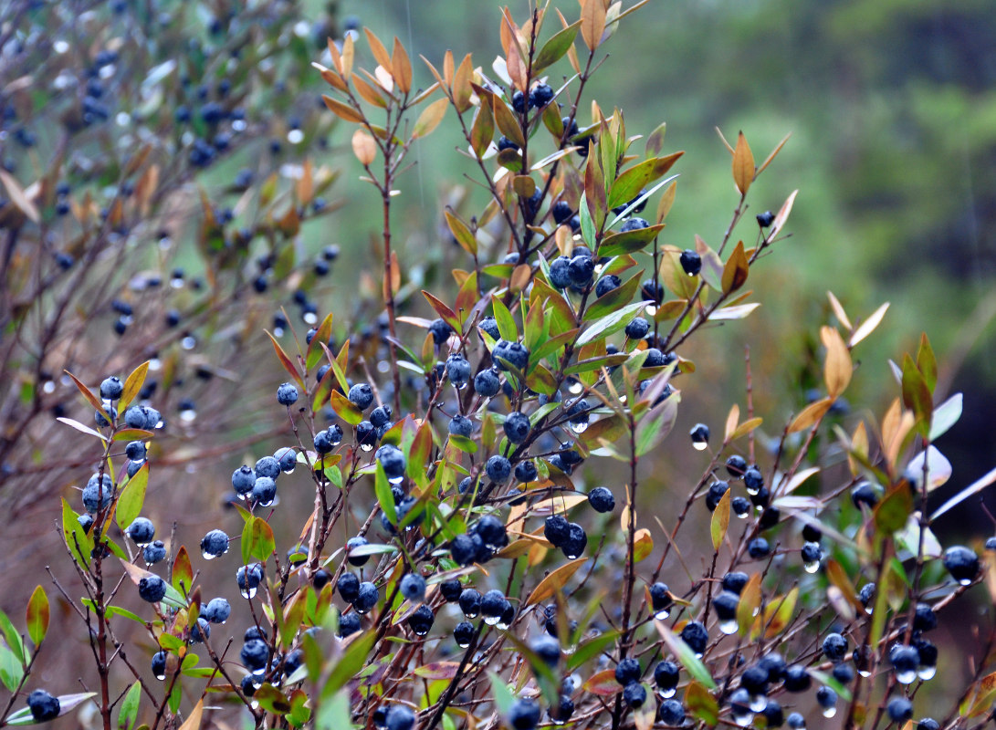 Image of Myrtus communis specimen.