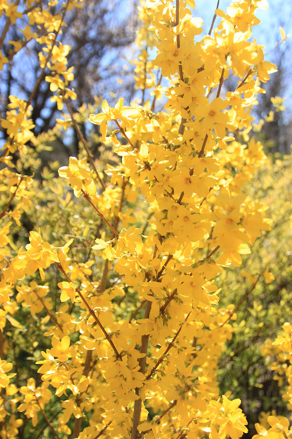 Image of Forsythia ovata specimen.