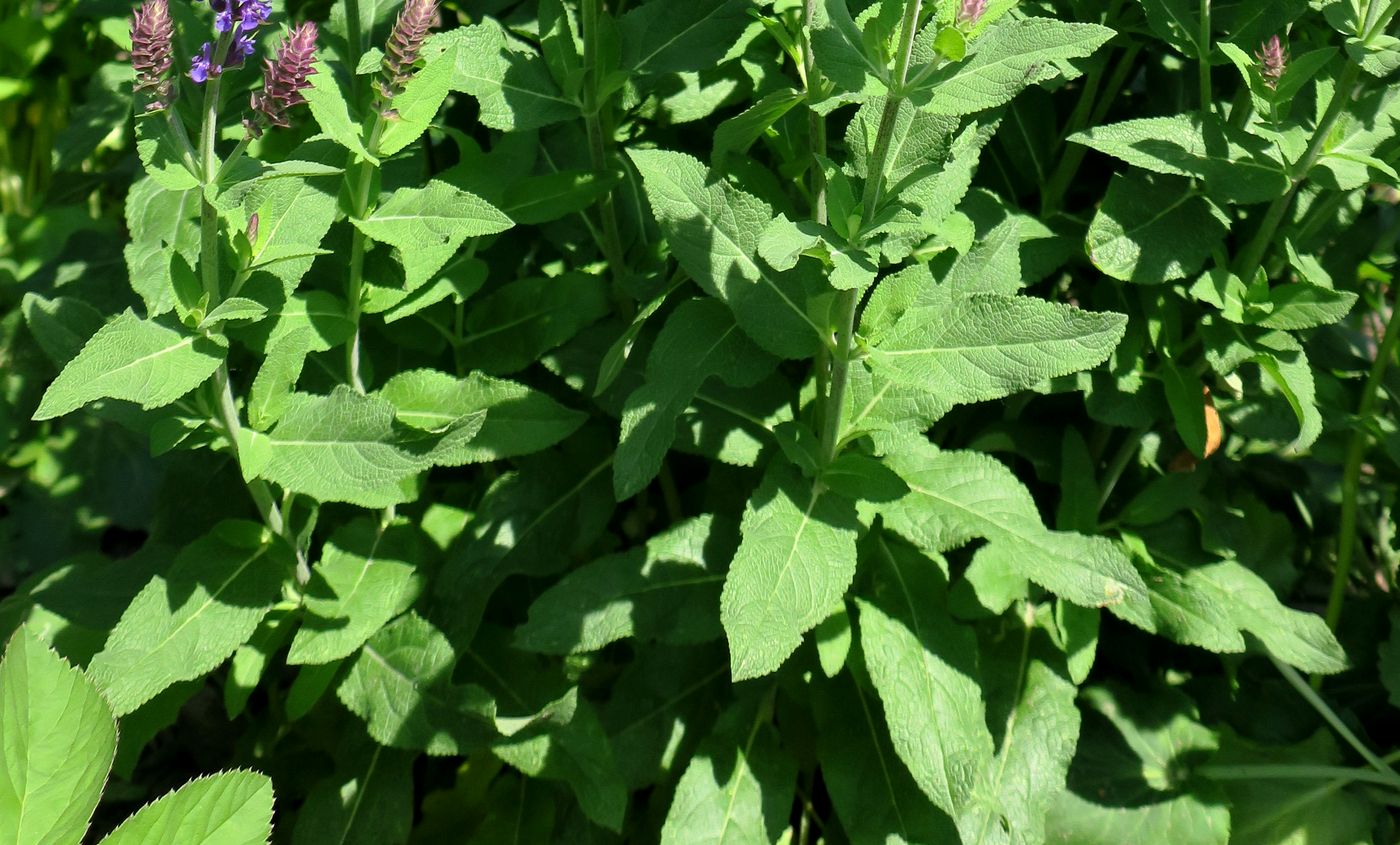 Image of Salvia tesquicola specimen.