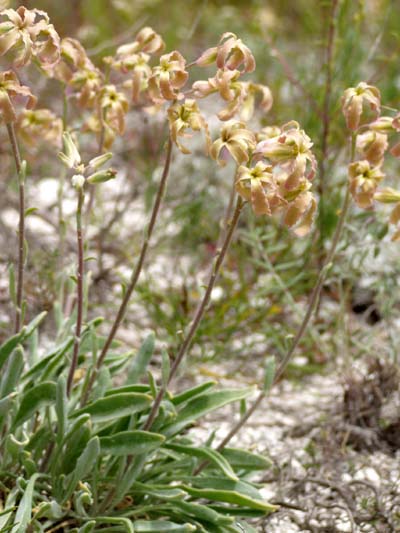 Image of Matthiola fragrans specimen.