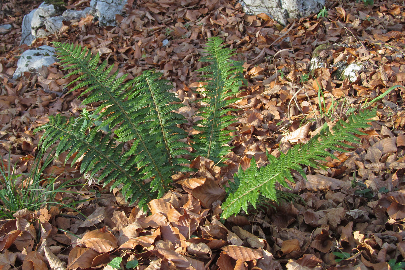 Image of Polystichum aculeatum specimen.