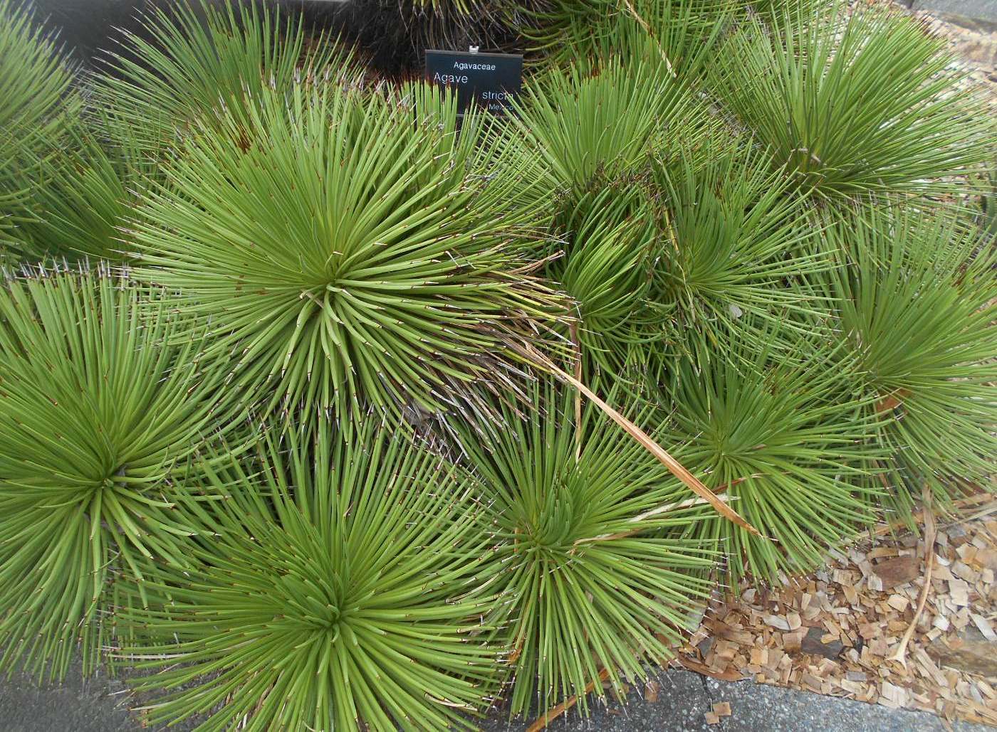 Image of Agave stricta specimen.