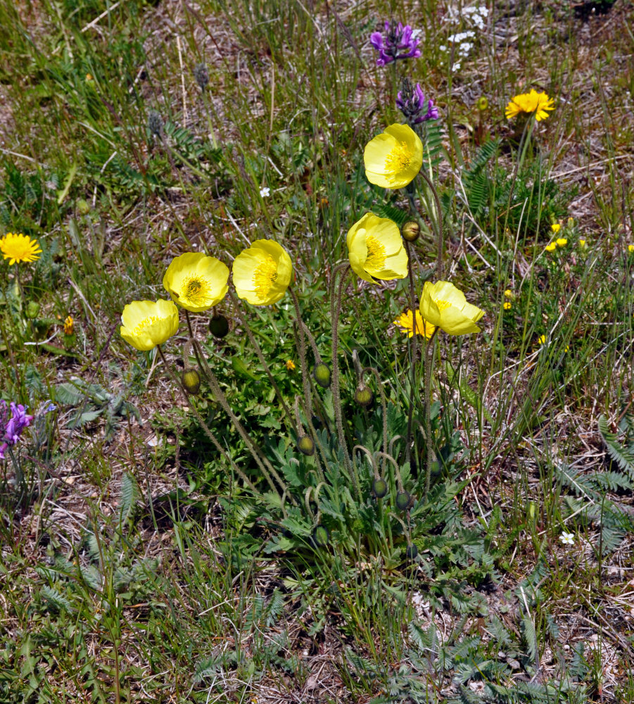 Image of genus Papaver specimen.