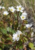 Claytonia joanneana. Цветущее растение, Красноярский край, г. Норильск, окр. р-на Талнах. 13.06.2020.