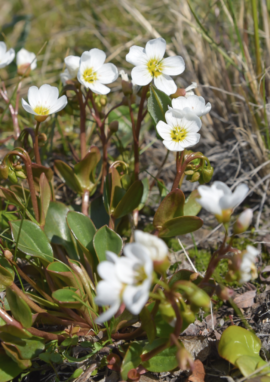 Image of Claytonia joanneana specimen.