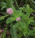 Trifolium hybridum. Соцветия и листья. Калужская обл., Боровский р-н, окр. дер. Чёлохово, высота 200 м н.у.м, сенокосный луг на старой залежи. 2 июля 2020 г.