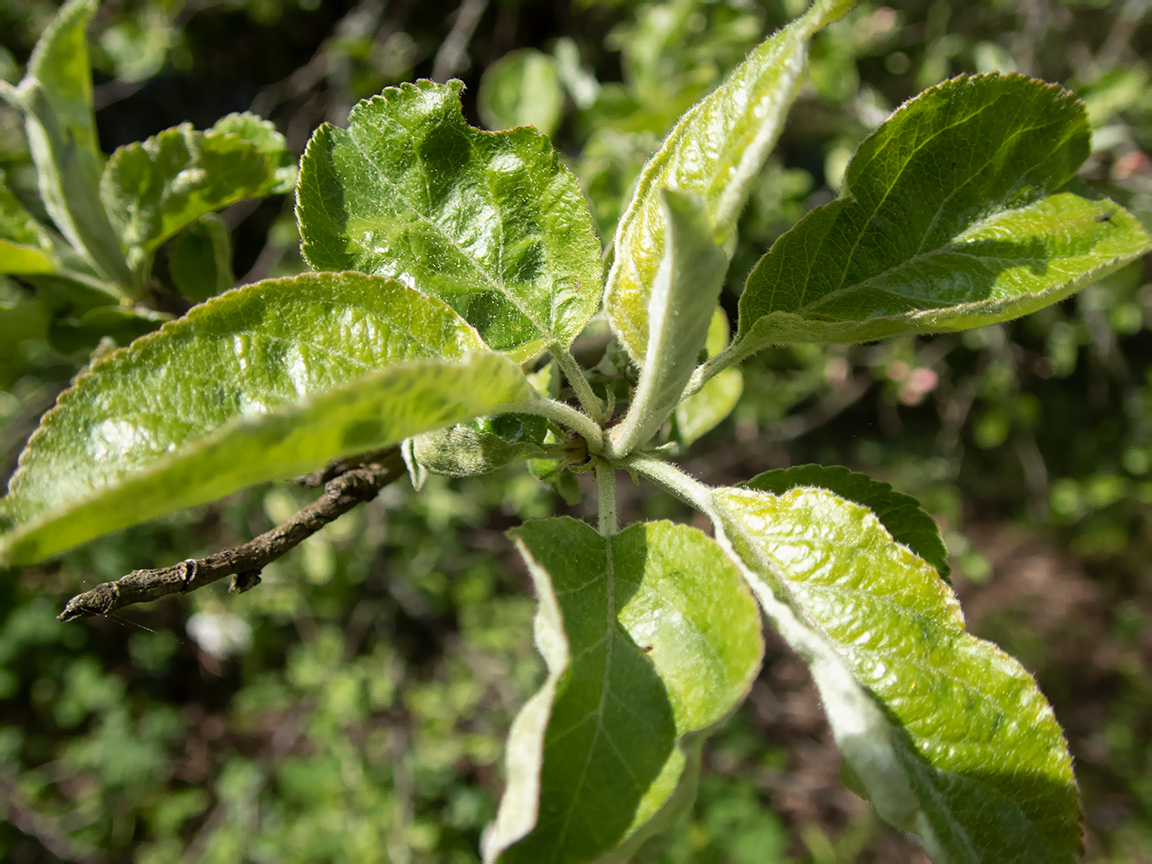 Image of Malus domestica specimen.