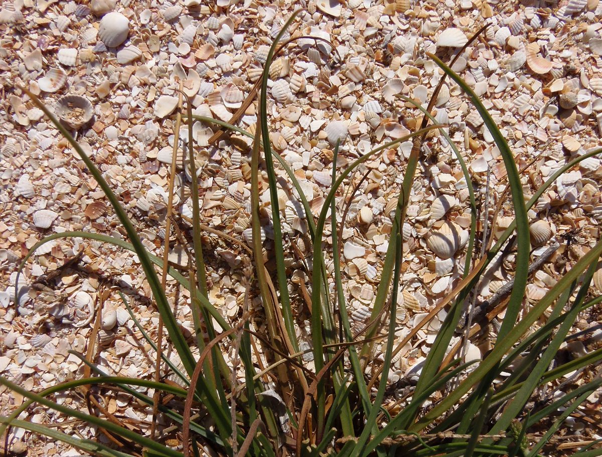 Image of Plantago salsa specimen.