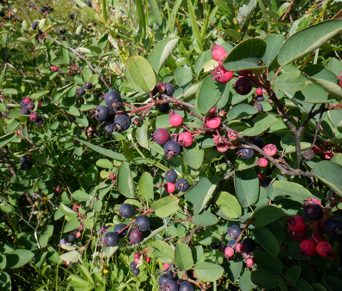 Image of Amelanchier spicata specimen.