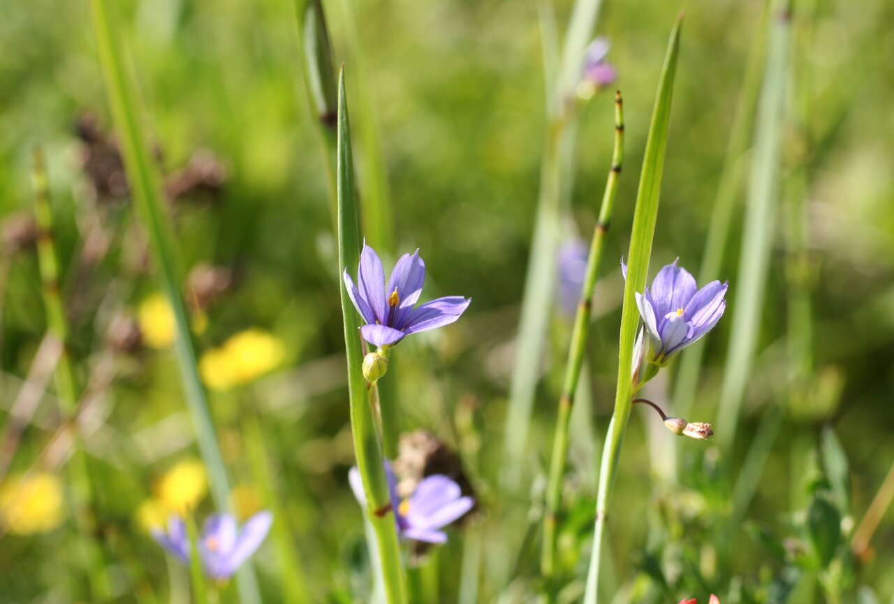 Изображение особи Sisyrinchium montanum.