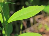 Lysimachia × volkovae