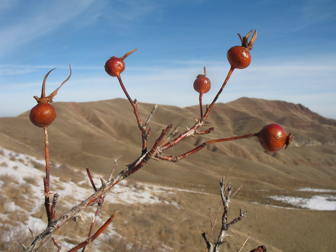 Image of Rosa platyacantha specimen.