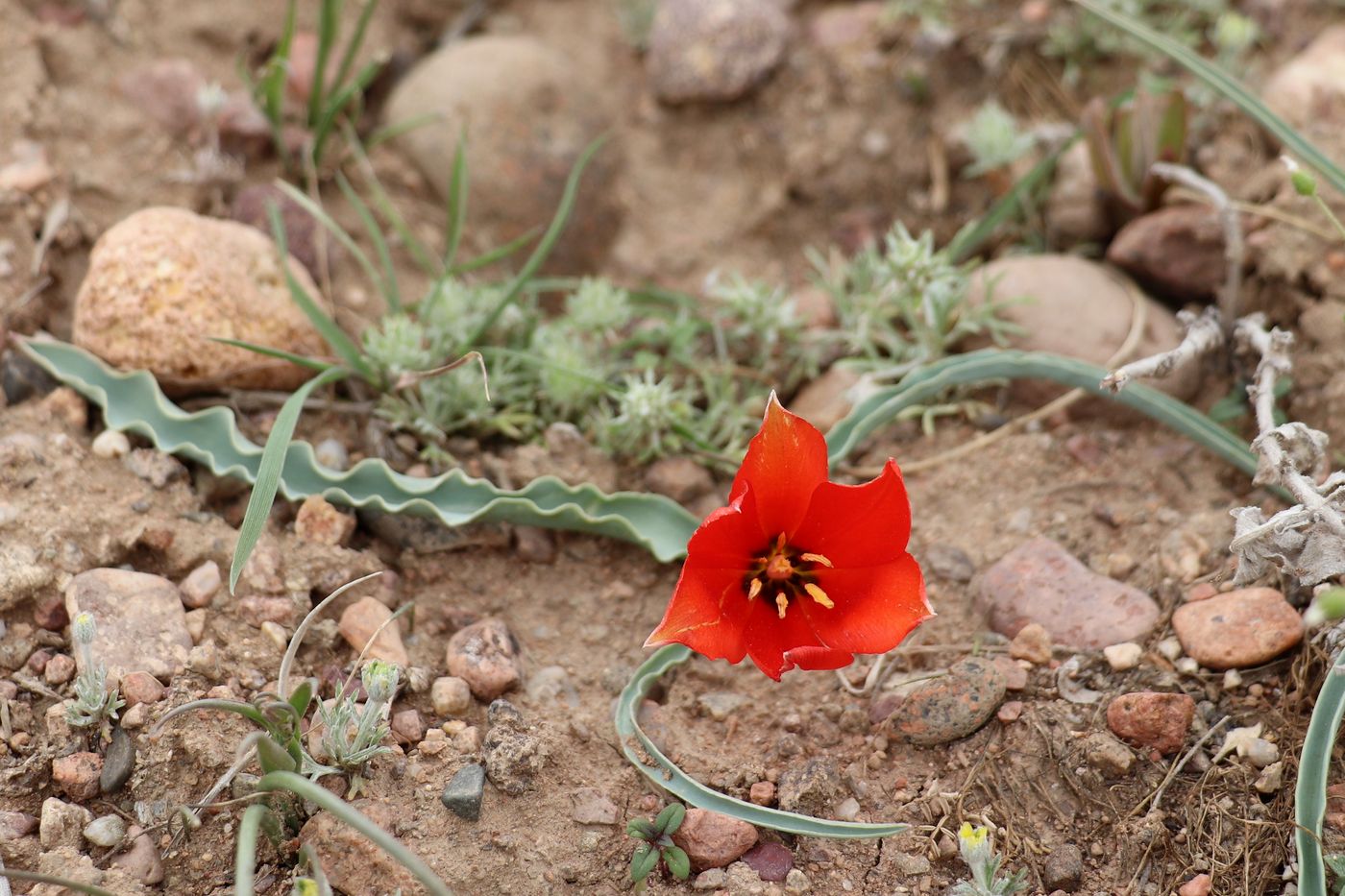 Image of Tulipa korolkowii specimen.