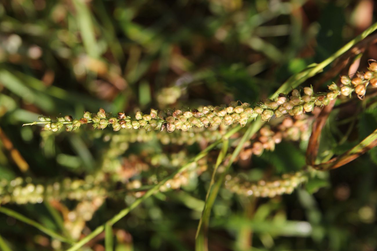 Image of Veronica longifolia specimen.