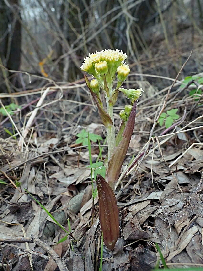 Изображение особи Petasites spurius.