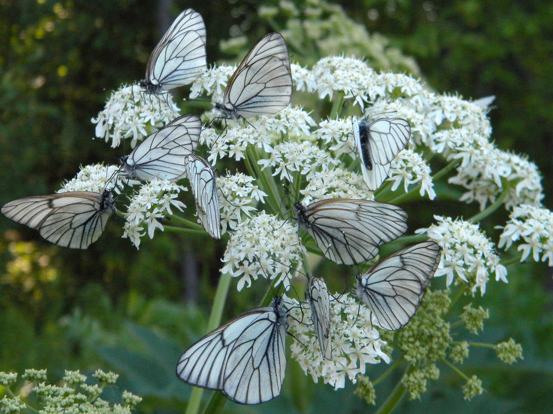 Image of Heracleum dissectum specimen.