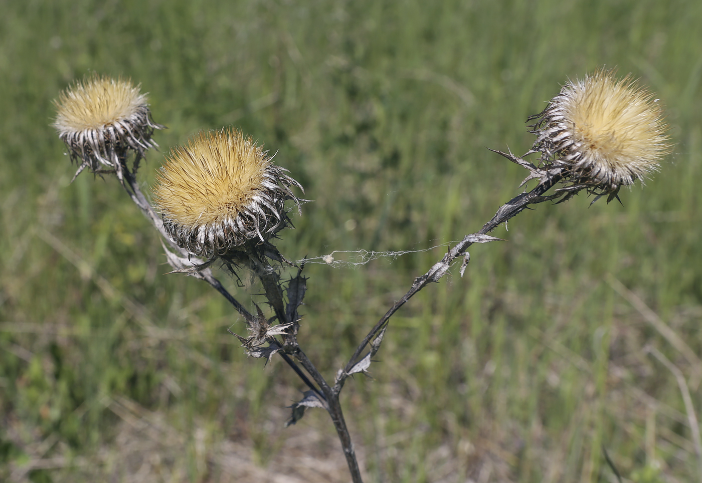 Image of Carlina vulgaris specimen.