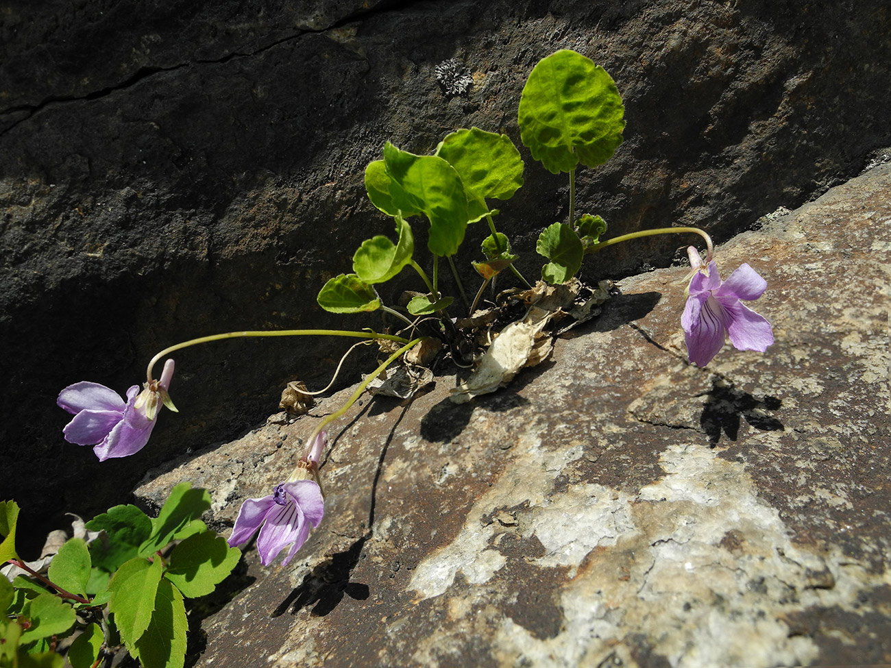 Изображение особи Viola ircutiana.