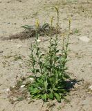 genus Verbascum. Цветущее растение. Республика Абхазия, Гудаутский р-н, г. Новый Афон, сорное на пляже. Июль 2021 г.