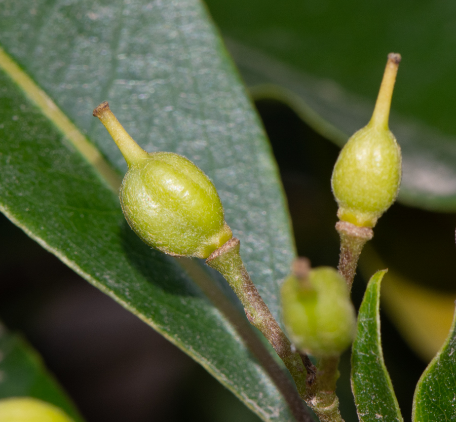 Изображение особи Pittosporum undulatum.