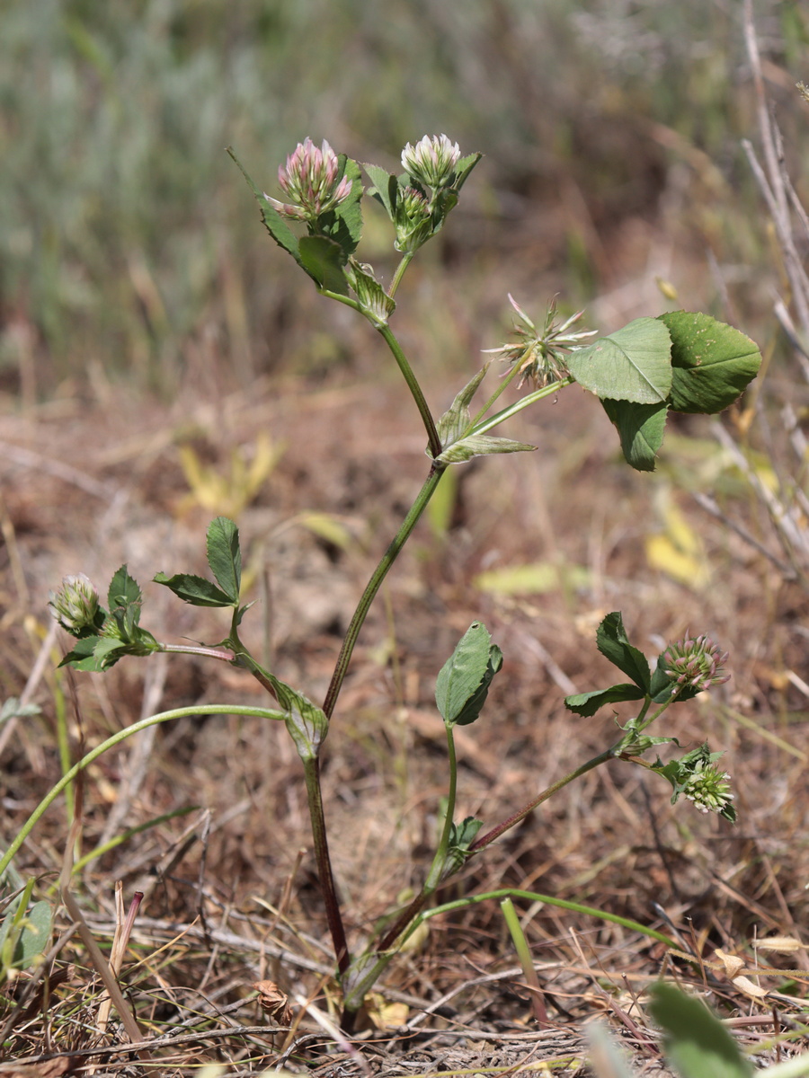 Image of Trifolium angulatum specimen.