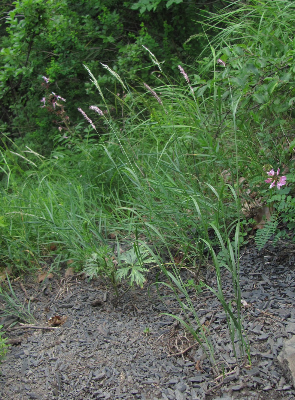 Изображение особи семейство Poaceae.