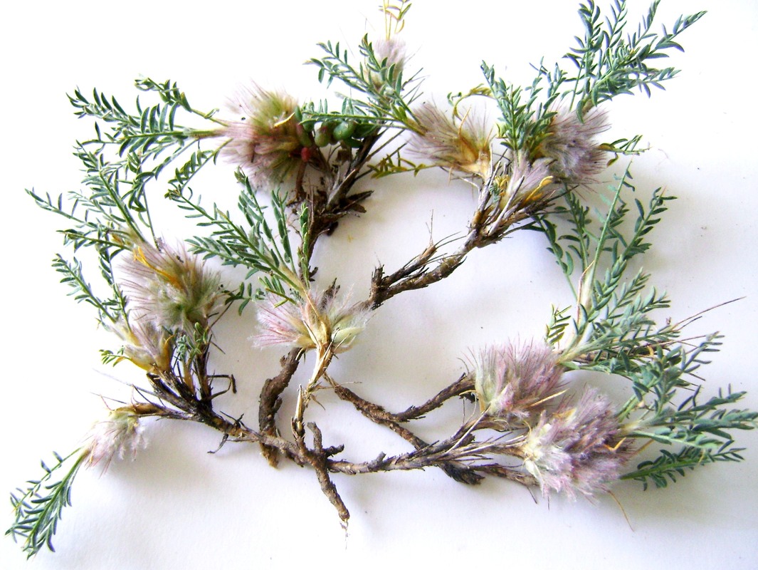 Image of Astragalus polyanthus ssp. vedicus specimen.