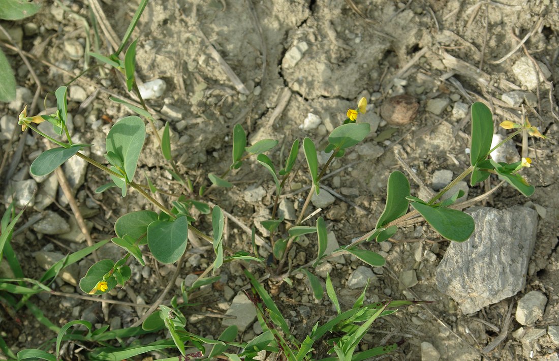 Image of Coronilla scorpioides specimen.