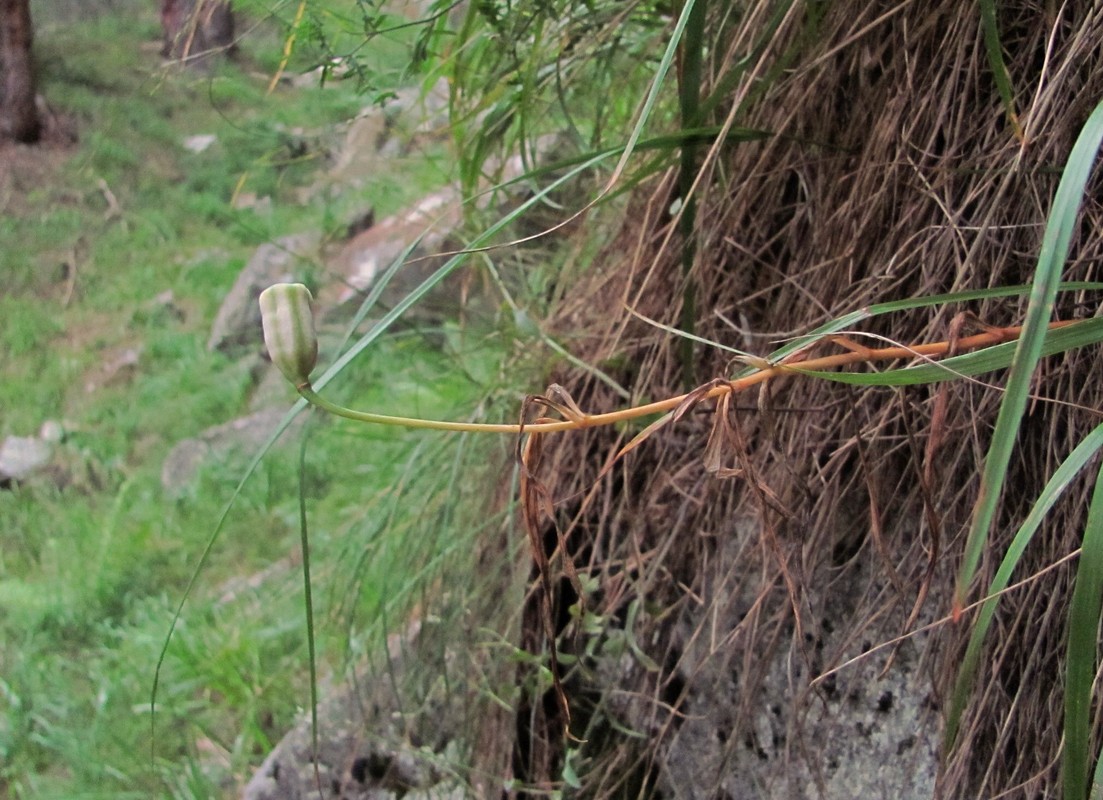 Image of Fritillaria orientalis specimen.