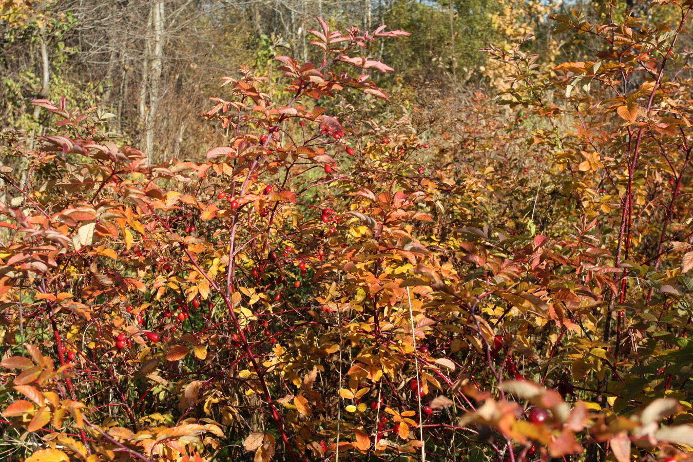 Image of genus Rosa specimen.