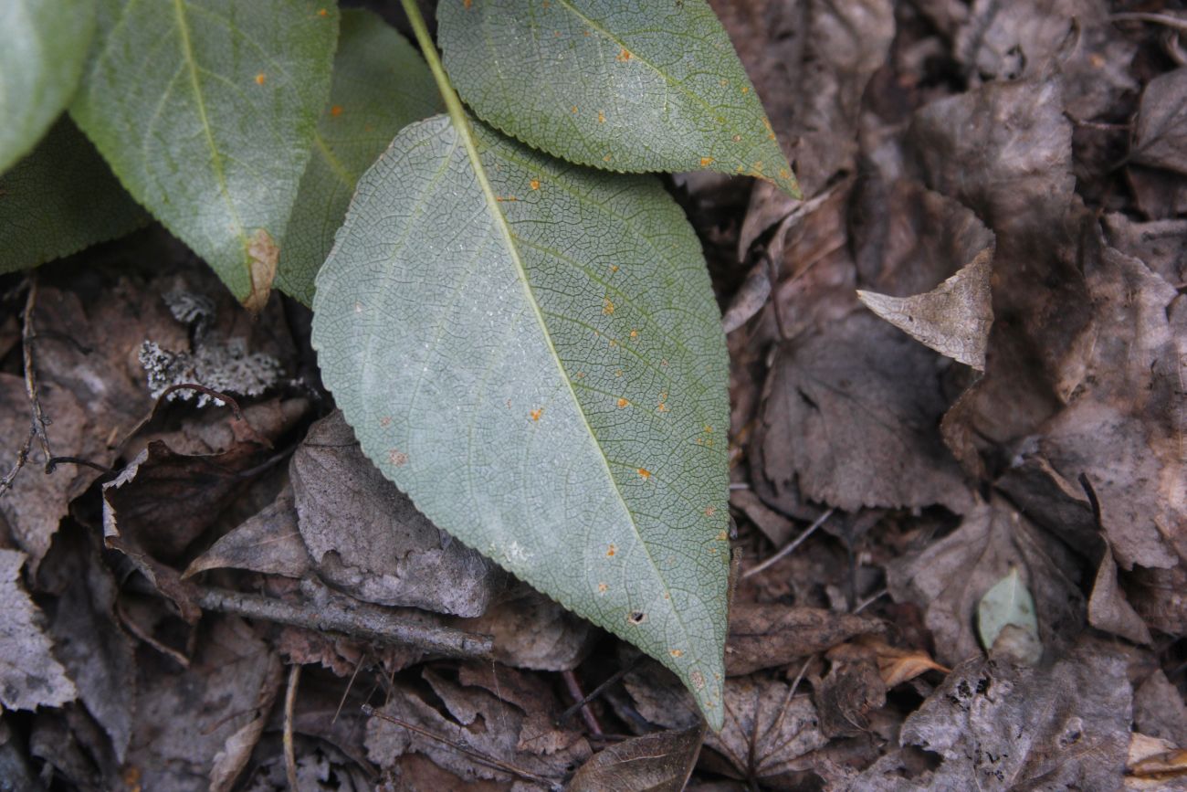 Изображение особи Populus laurifolia.