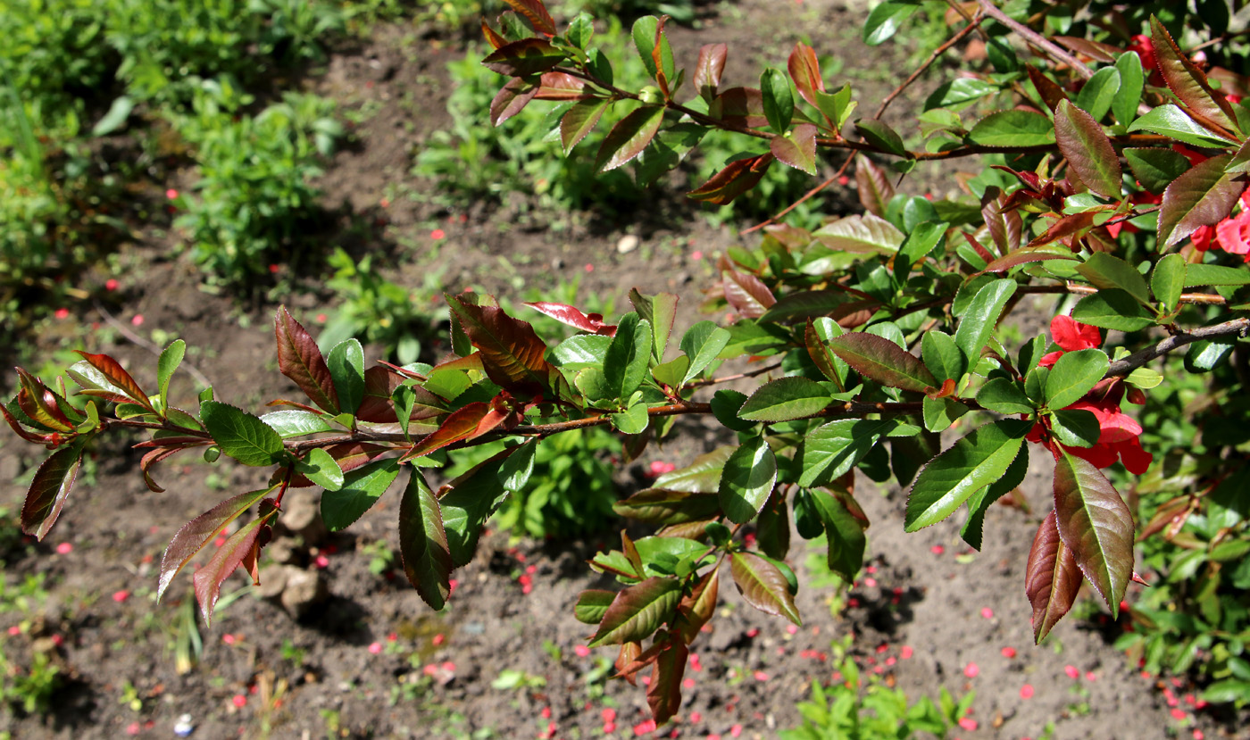 Изображение особи Chaenomeles speciosa.