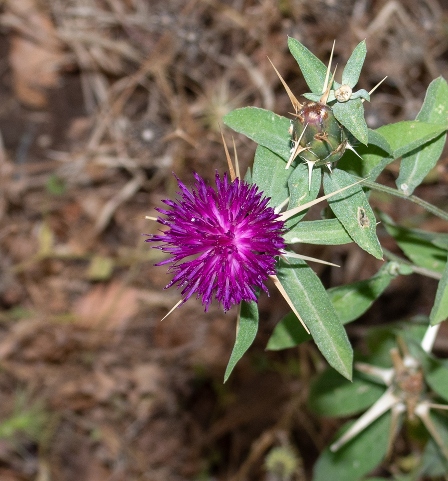 Image of Centaurea iberica specimen.