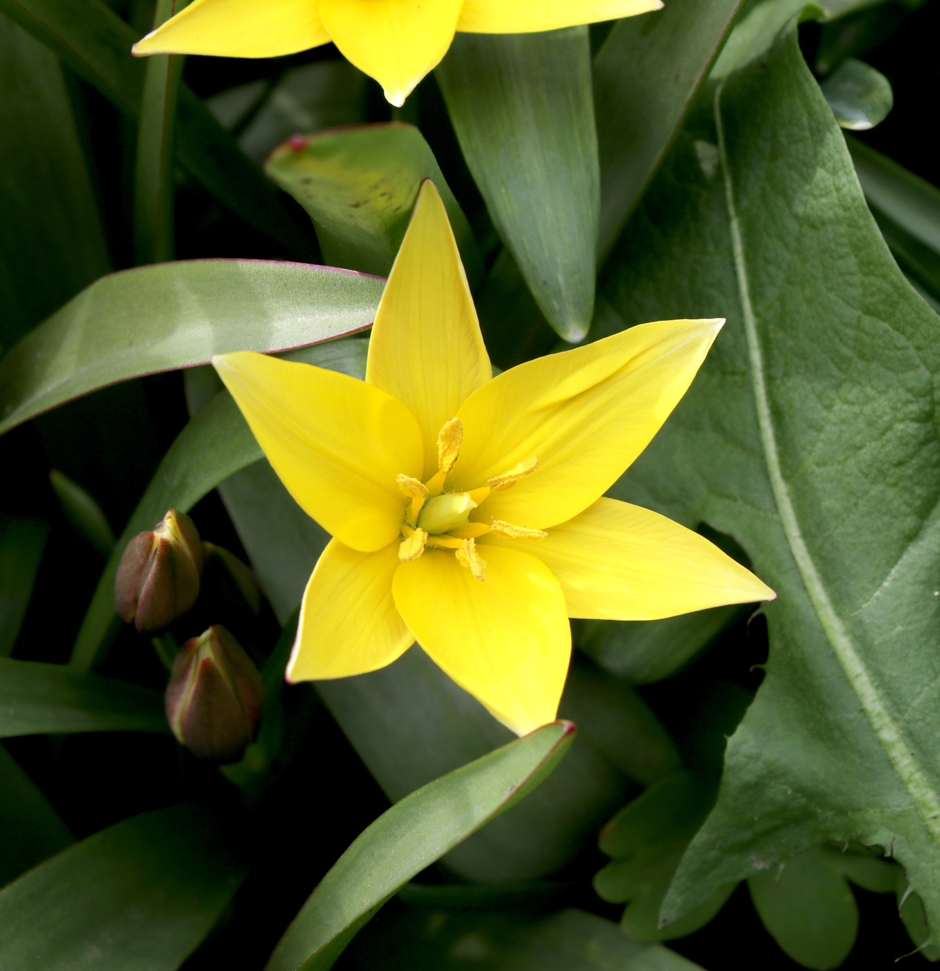 Image of Tulipa urumiensis specimen.