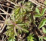 Anemone ranunculoides