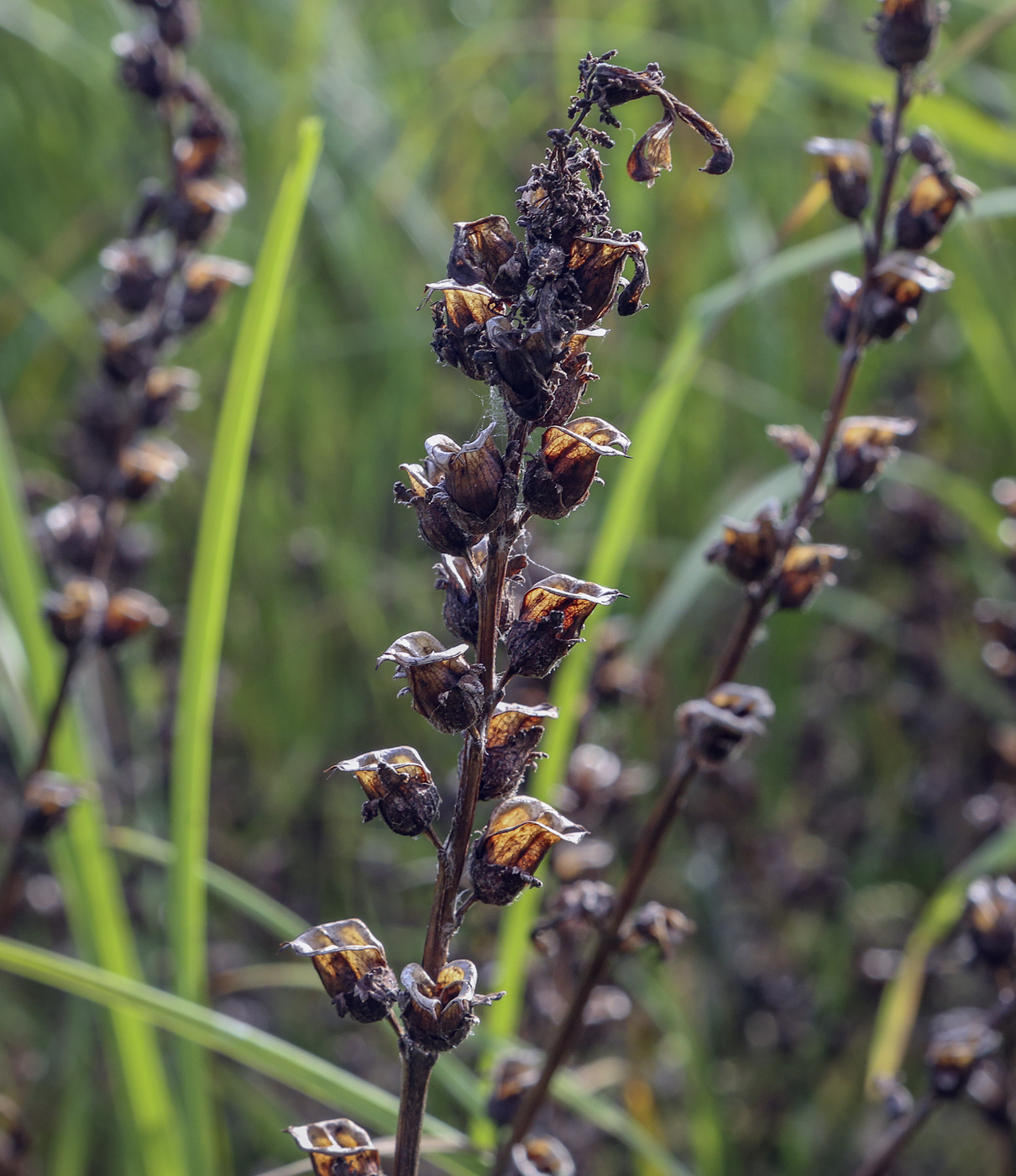 Изображение особи Pedicularis palustris.