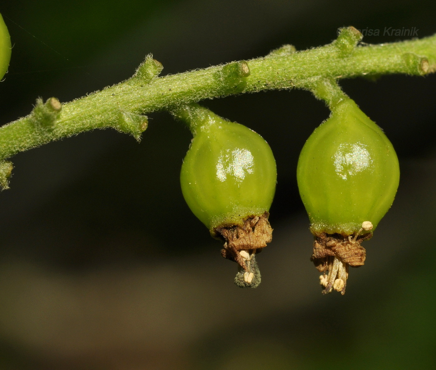 Изображение особи Ribes mandshuricum.