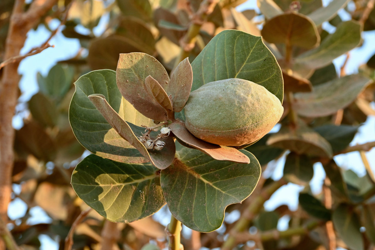 Image of Calotropis procera specimen.