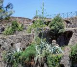 Agave americana. Цветущее растение. Италия, Помпеи, в культуре. 17.06.2010.