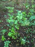 Смотреть изображение Pleurospermum austriacum