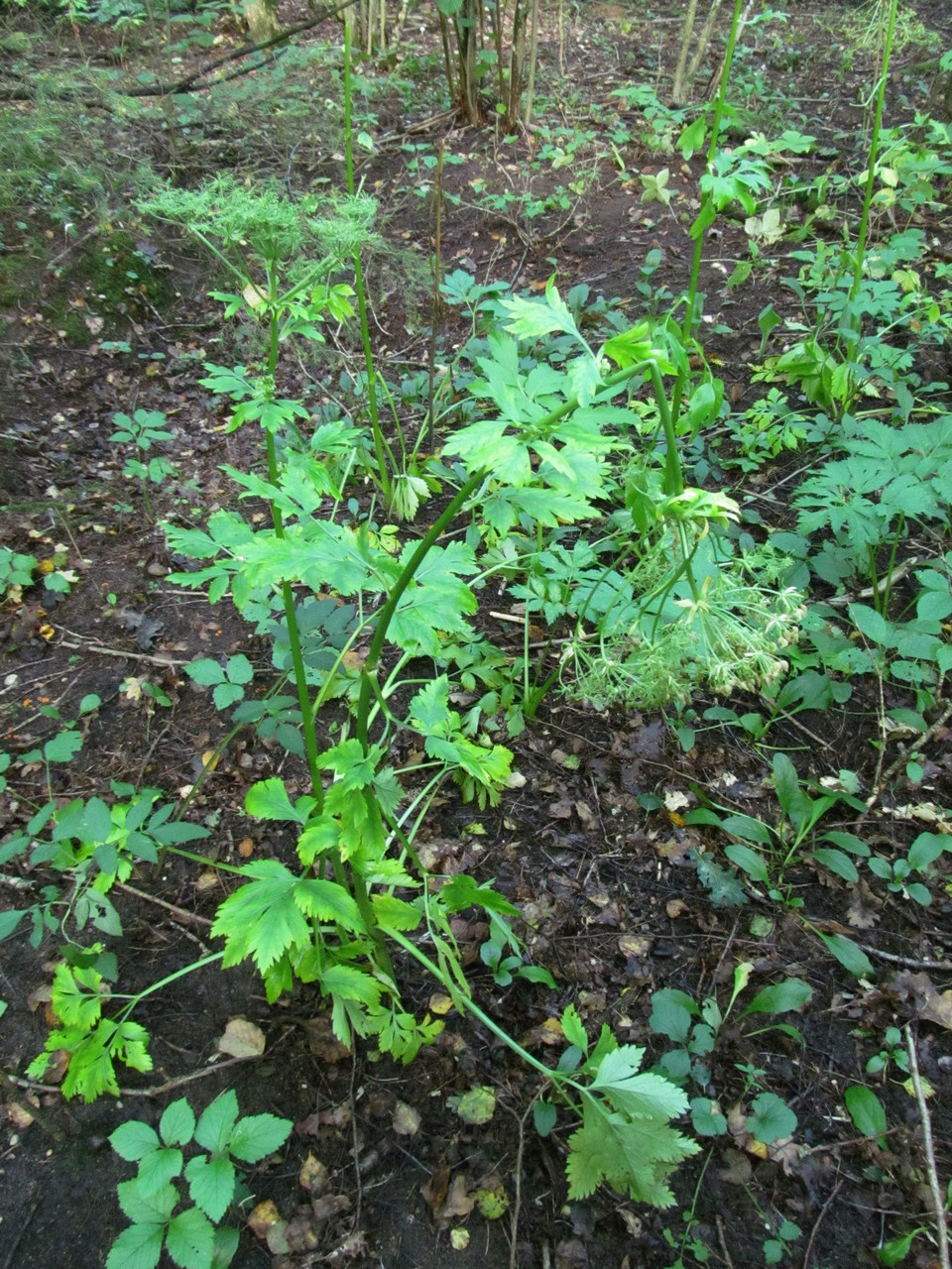 Изображение особи Pleurospermum austriacum.