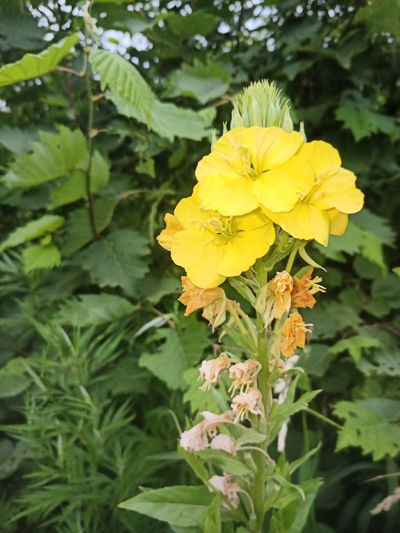 Изображение особи Oenothera biennis.