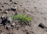 Poa malacantha variety vivipara. Цветущее растение. Камчатский край, Елизовский р-н, природный парк \"Южно-Камчатский\", склон вулкана Горелый. 19.08.2022.