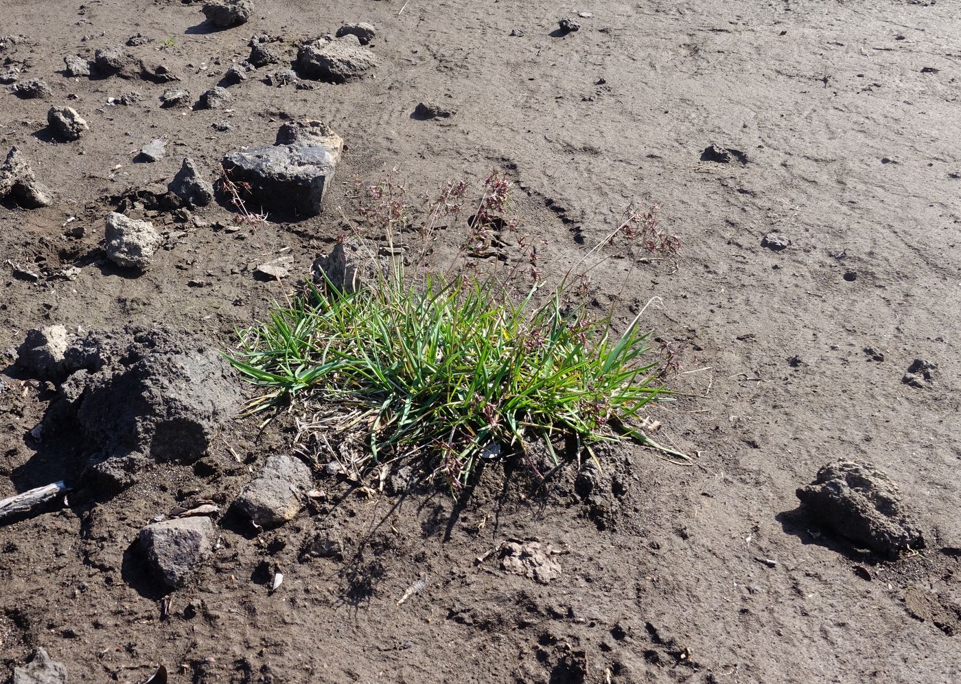 Image of Poa malacantha specimen.