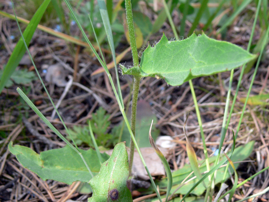 Изображение особи род Hieracium.