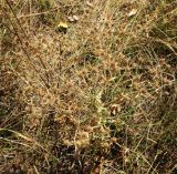 Eryngium campestre. Плодоносящее растение. Болгария, Бургасская обл., г. Несебр, природный заказник \"Песчаные дюны\", закреплённая дюна. 15.09.2021.