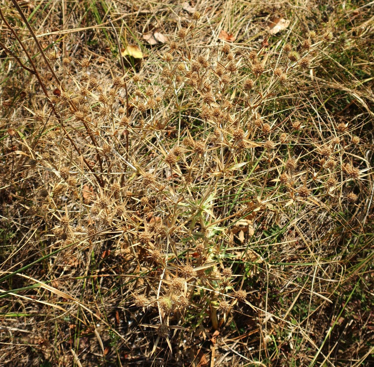 Изображение особи Eryngium campestre.