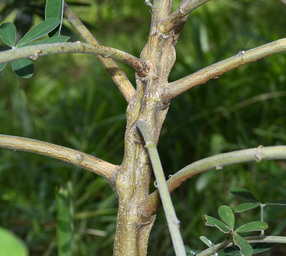 Image of Crotalaria grahamiana specimen.