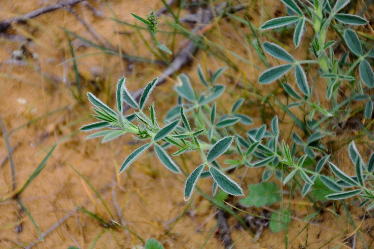 Image of familia Fabaceae specimen.