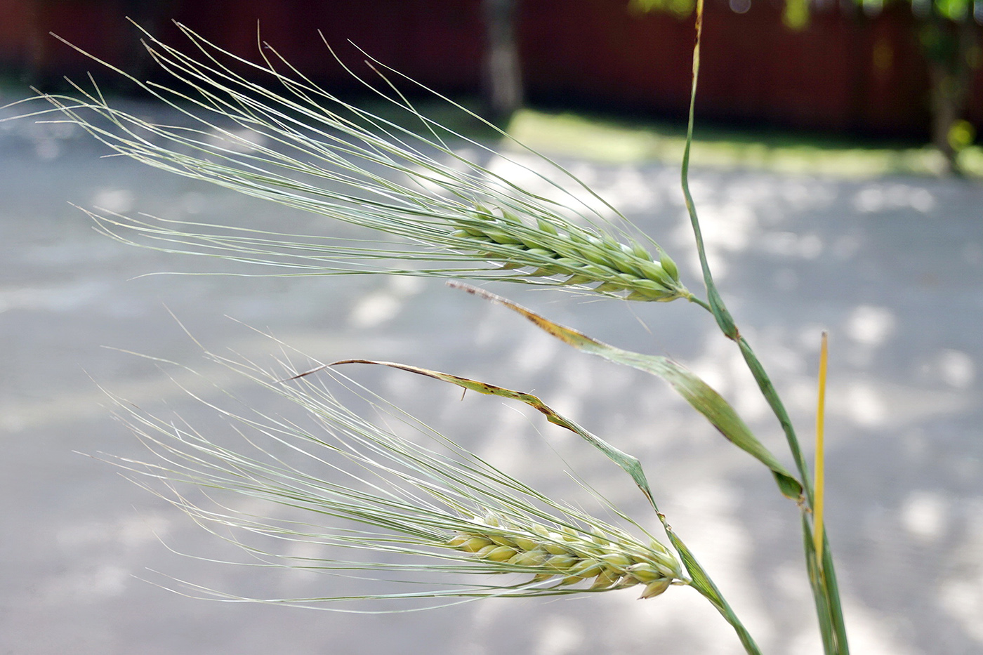 Image of Hordeum vulgare specimen.